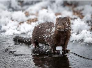 Mink in the snow