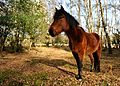 New Forest Pony England