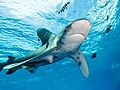 Oceanic whitetip shark at Elphinstone Reef