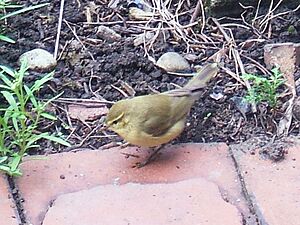 Phylloscopus collybita