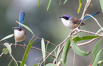 Purple-crowned fairy m+f