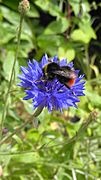 Red-Tailed Bumblebee (Bombus lapidarius)