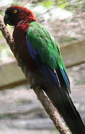 Red Shining-parrot.jpg