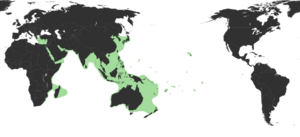 Sepioteuthis lessoniana distribution range.png