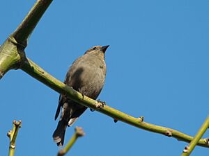 Shiny Cowbird (female)