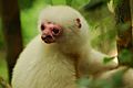 Silky Sifaka Pink Face Closeup