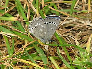 Silvery Blue-underside.jpg