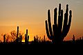 Sonoran desert sunset