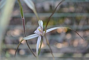 SouthKilsythSpiderOrchid 02.JPG