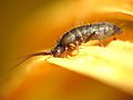 Springtail (30538342333)