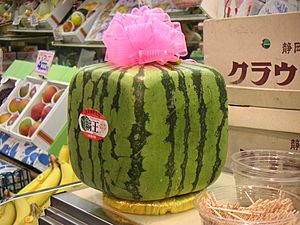 Square watermelon