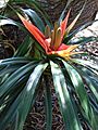 Starr 080917-9948 Freycinetia arborea