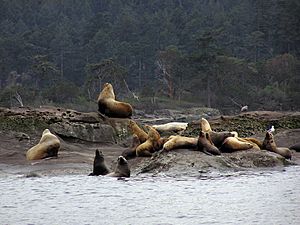 Steller sealions bc 1