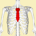 Sternum animation3