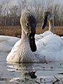 Swan at the spit