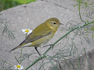 Tennessee Warbler (20318546674)