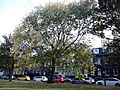 Ulmus. Hermitage Place, Leith Links, Edinburgh (1)