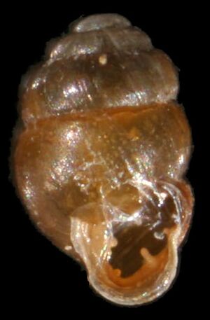 Vertigo moulinsiana shell