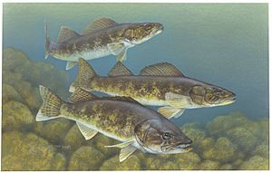 Walleye painting.jpg