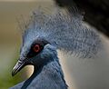 Western Crowned Pigeon