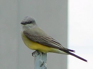 Western Kingbird