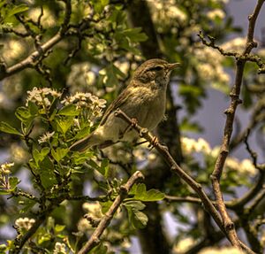 WillowWarbler