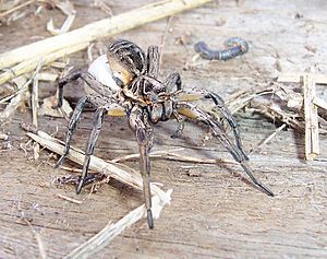 Wolf spider&egg sac02