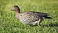 Wood-Duck-female