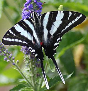 Zebra Swallowtail Megan McCarty10