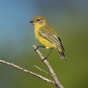 Acanthiza nana - Wianamatta Reserve.jpg