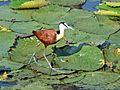 African Jacana (Actophilornis africanus)