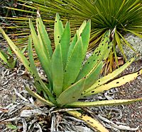 Agave murpheyi 1