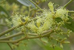 Albizia canescens flowers