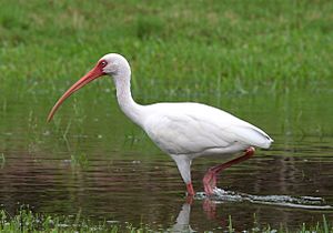 American White IbisII.jpg