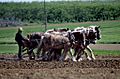 Amish farmer and his team of draft horses 16027v