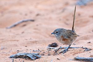 Amytornis textilis - Thick-billed Grasswren.jpg