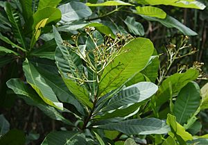 Anacardium excelsum 1.jpg