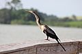 Anhinga at Se7en Wetlands