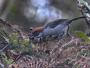 Antioquia Brushfinch imported from iNaturalist photo 53700275 on 1 October 2021.jpg