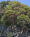 Arbutus menziesii 3208s