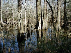 Big thicket.jpg