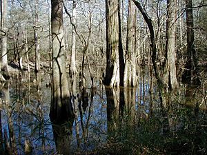 Big thicket