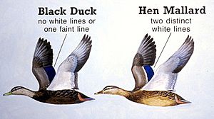 Blackduckmallard