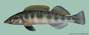 Blotchside logperch.jpg