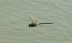 Blue-tailed Green Darner Anax guttatus-KRNagar13Oct2007-Wiki