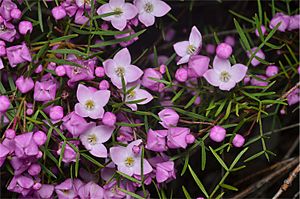 Boronia pinnata.jpg