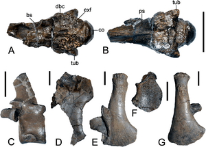 Brancasaurus GPMM A3. B2