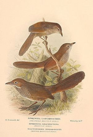 Bristlebirds