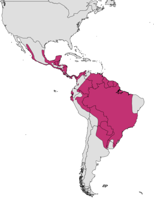 Buteogallus urubitinga range.svg