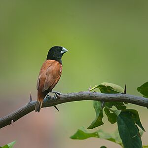 Chestnut Munia in Azara, Assam